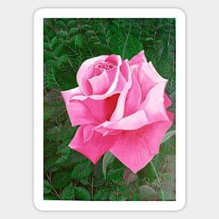 Rose in a Garden Sticker